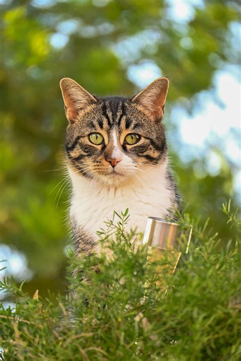 Myriad Garden Okc Background Photos, Download The BEST Free Myriad ...