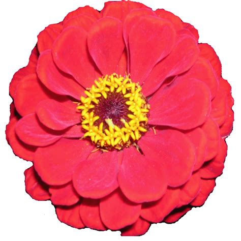 Free Flower Images Free, Download Free Flower Images Free png images ...