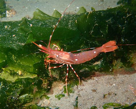 Phylum Arthropoda Prawn