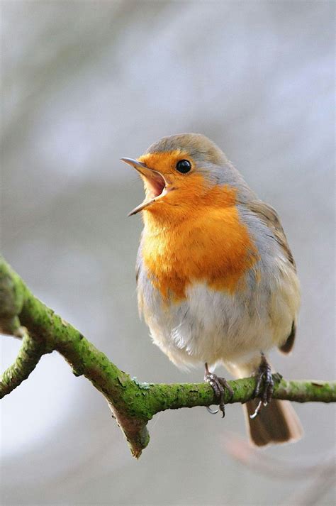 Early morning bird walk and breakfast, Tanfield Lea Marsh Car Park ...
