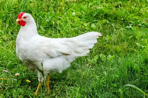 Complete Breed Facts: A Leghorn Chicken Guide - The Phat Hen