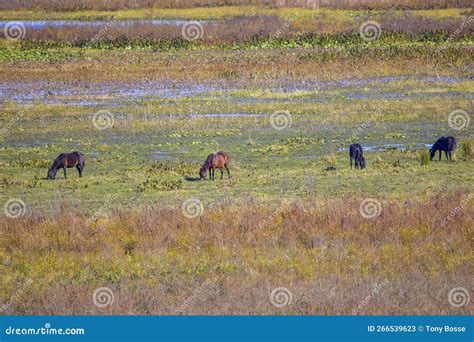 Paynes Prairie Preserve State Park Wild Horses - State Parks