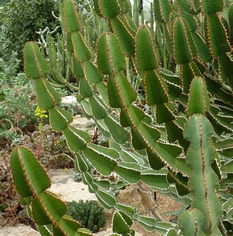 Umdlebe Tree 的图像结果