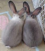 Image result for Wild Baby Rabbit Formula