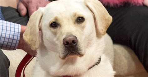 Dog Head Tilt Treatment at Jaclyn Glenn blog