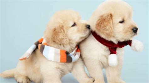 National Golden Retriever Day 2023: Date, History, Significance, Facts ...