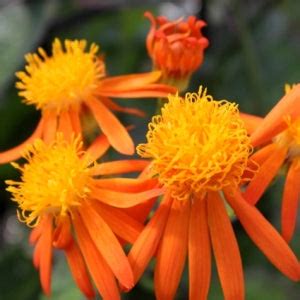 Buy Senecio Confusus Plant online at best price