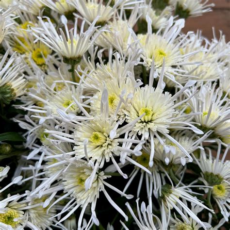 Heirloom Chrysanthemum 'Vesuvio' – 3 Porch Farm