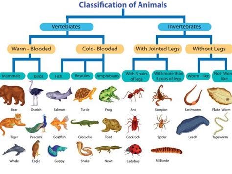 Animals Class 5 的图像结果