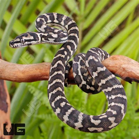 Image result for Carpet Python Baby