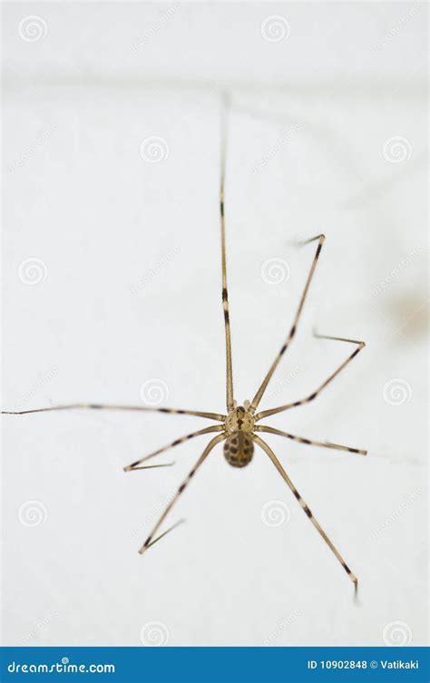Daddy long leg spider stock photo. Image of arachnids - 10902848