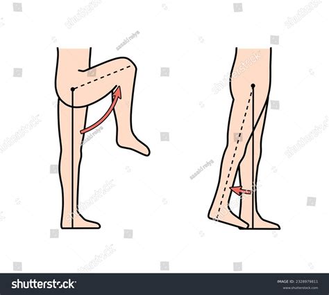 Flexion And Extension