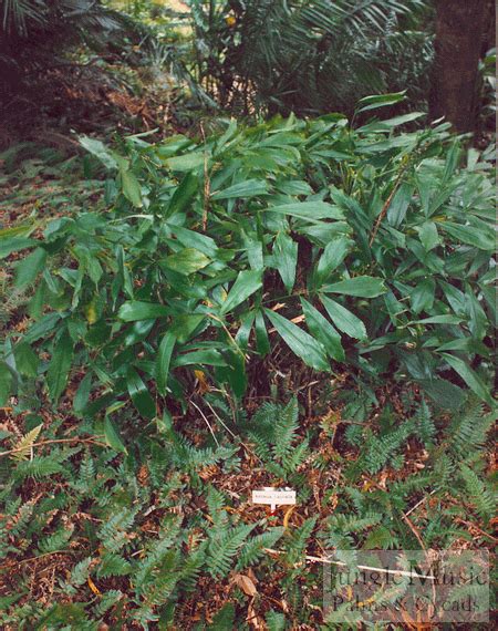 Arenga - JungleKey.in Image