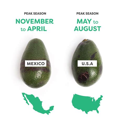 When Are Avocados in Season? - The Whole Carrot