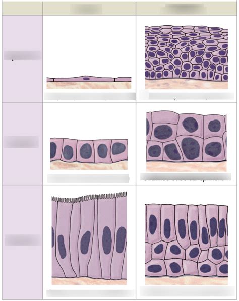 Classification of Epithelial tissue Diagram | Quizlet