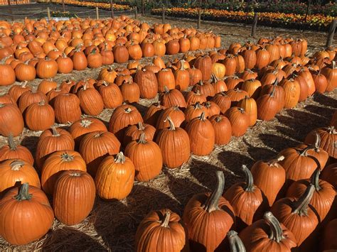 Spina Farms Pumpkin Patch *CLOSED FOR SEASON* — Visit Morgan Hill
