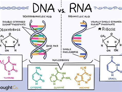 Types of RNA: Structure and Functions • Microbe Online
