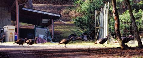 Image result for Turkey Trot Tutorial