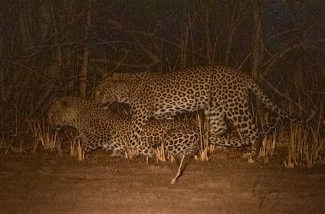 How Animals Find Their Mates In The Wild