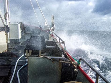 Image result for Fish Factory Tour