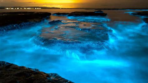 Glowing Beaches: Check out these beaches that glow during the night ...