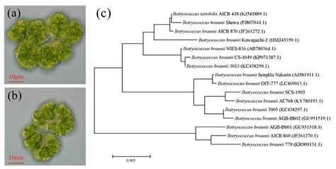 Exopolysaccharides from the Energy Microalga Strain Botryococcus ...