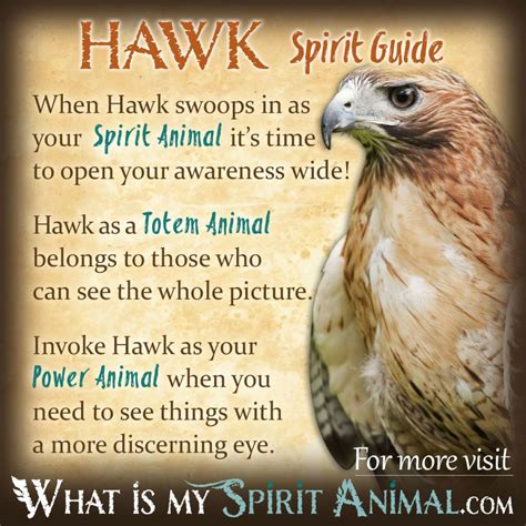 Hawk Symbolism & Meaning | Spirit, Totem & Power Animal | Hawk spirit ...