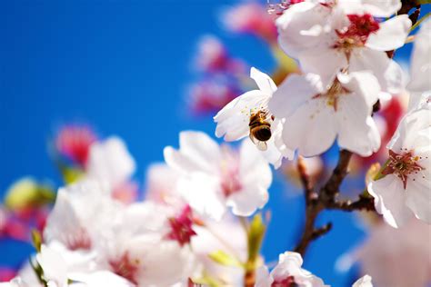 Spring Scenes Desktop 的图像结果
