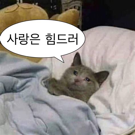 a cat that is laying down on a bed with a speech bubble in it's mouth