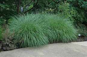 Image result for Dwarf Maiden Grass