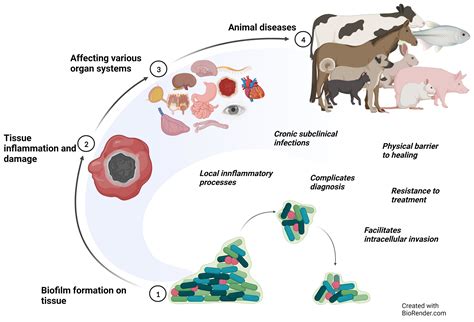 The Role of Biofilms in the Pathogenesis of Animal Bacterial Infections