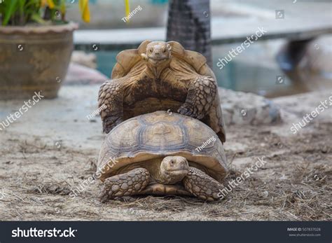 64 Turtles having sex Images, Stock Photos & Vectors | Shutterstock