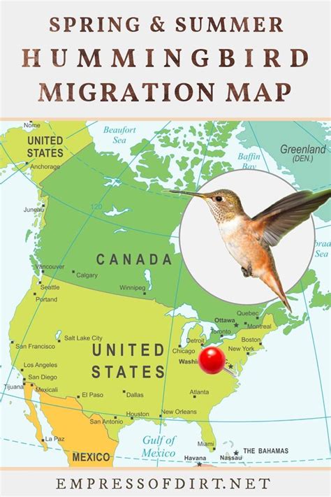 Image result for Hummingbird Tracking Map