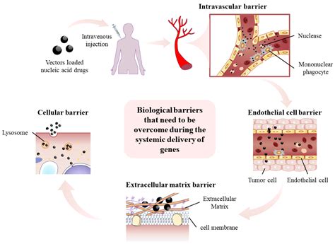 Advancements in p53-Based Anti-Tumor Gene Therapy Research