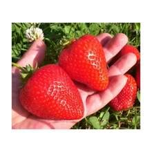 Ruby Rise Strawberry Plants - Grow Giant Strawberries - Bare Root ...