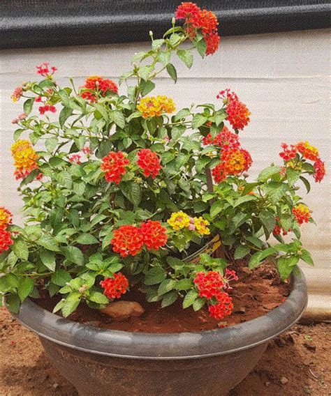 Best Nursery In Kadiyam -Sri Satyanarayana Nursery