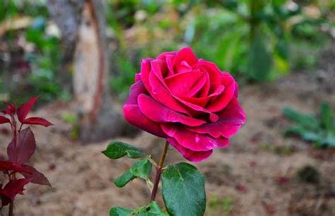 路易十四玫瑰这个品种，为什么快被淘汰了？是不好养吗？ - 知乎