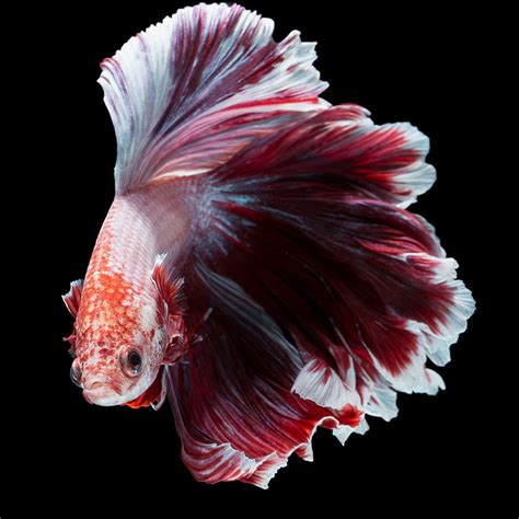 泰国斗鱼—动物图片—美图美秀