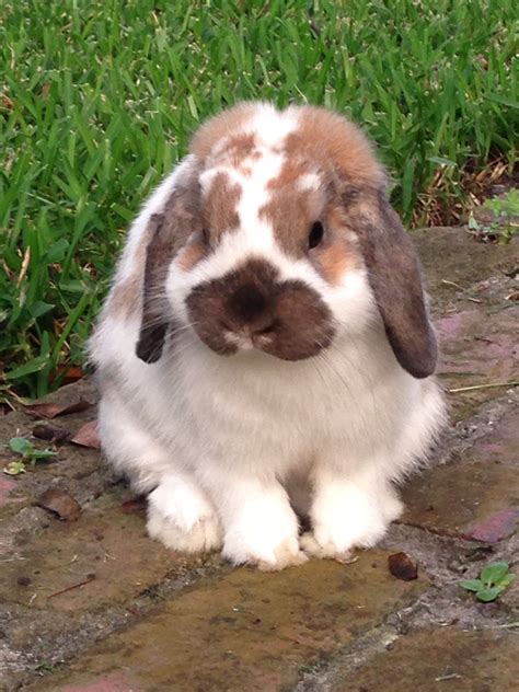 Cute Holland Lop Bunny