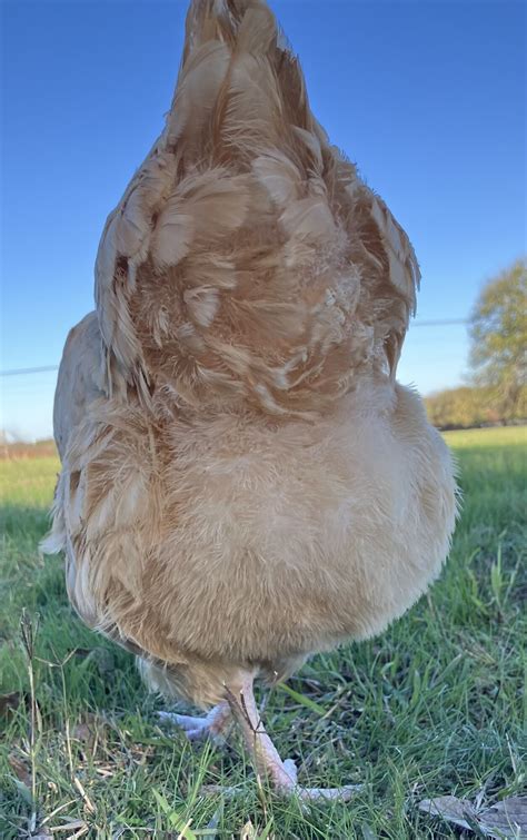 Fluffy Butt Photo Contest28.jpg | BackYard Chickens - Learn How to ...