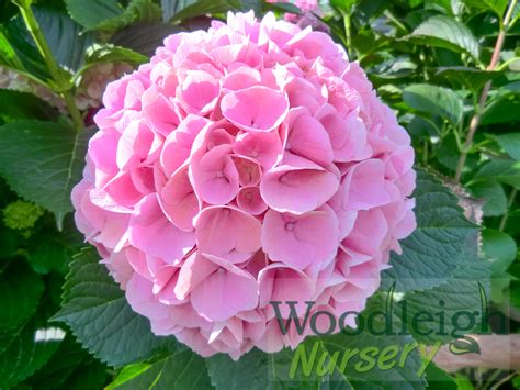 Image result for Lollipop Hydrangea Tree