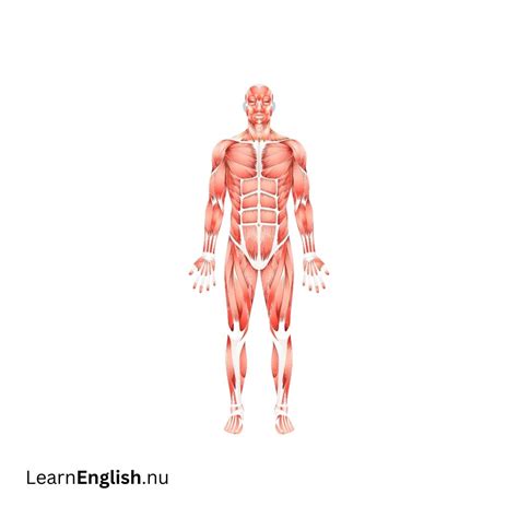 Body Systems In Spanish and English - learn spanish