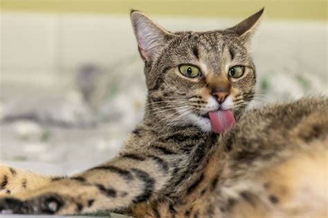 How Toxic is Minoxidil for Cats & Dogs? (And Safety Tips)