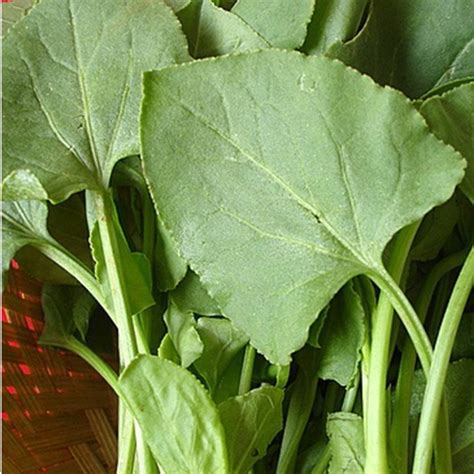 Paudha Organic Chukka Kura Seed Price in India - Buy Paudha Organic ...