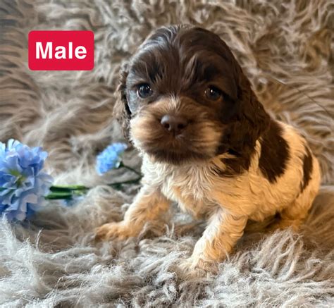 Image result for Cockapoo Dogs for Rehoming