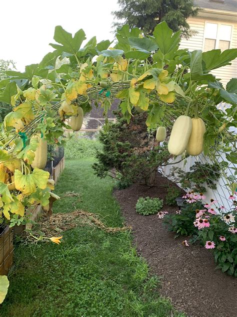 How To Grow Spaghetti Squash In Pots at Ryan Cushman blog