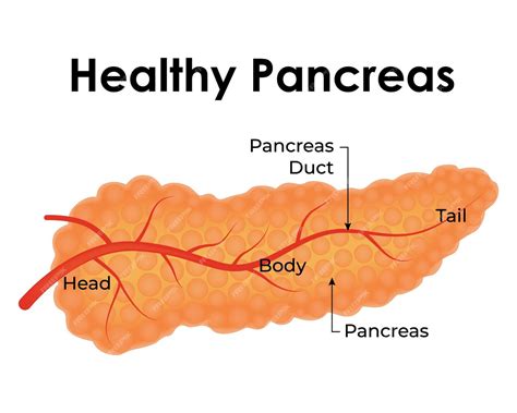 Premium Vector | Healthy Pancreas Head Body Pancreas Pancreas duct vector Illustration