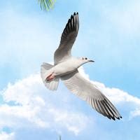 Blue Sky Theme Wallpaper for Room Ceiling and Walls, Customized Sparkla ...