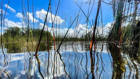 Learn about these invasive species harming Florida's ecosystem | FOX 35 ...