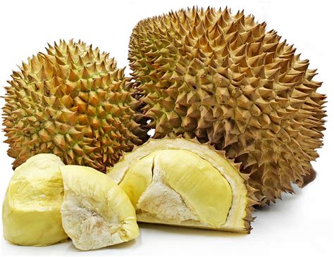 Monthong durian Live Plants – veliyathgardens